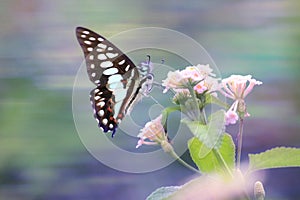 beautiful butterfly is looking for flower nectar