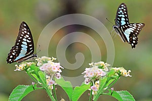 beautiful butterfly is looking for flower nectar