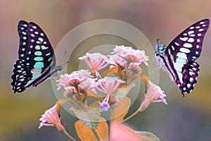 beautiful butterfly is looking for flower nectar