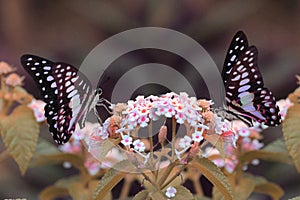 beautiful butterfly is looking for flower nectar