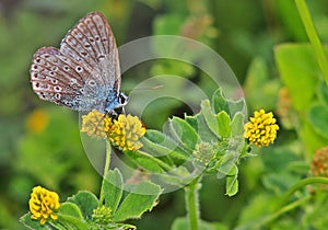 Beautiful Butterfly macro in my garden Flow
