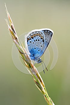 Beautiful butterfly macro Polyommatus icarus photo