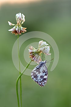 A beautiful butterfly Melanargia galathea on a  field flower clover