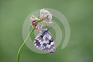 A beautiful butterfly Melanargia galathea on a  field flower clover