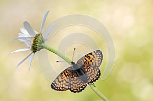 The beautiful butterfly Melitaea covered with dew sits on a summer morning on a daisy flower