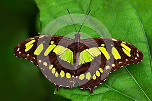 Beautiful butterfly Metamorpha stelenes in nature habitat, from Costa Rica. Butterfly in the green forest. Nice insect sitting on