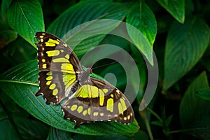 Beautiful butterfly Metamorpha stelenes in nature habitat, from Costa Rica. Butterfly in the green forest. Nice insect sitting on