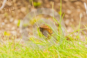 Beautiful Butterfly Mountain