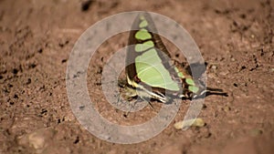 Beautiful butterfly on mud puddling .