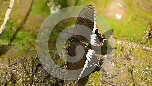 Beautiful butterfly on mud puddling