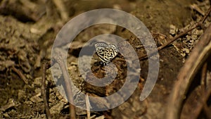 Beautiful butterfly on mud puddling .