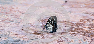 A beautiful butterfly in the nature background.