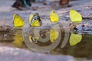 A beautiful butterfly in the nature background.