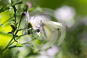 Beautiful butterfly in nature. macro