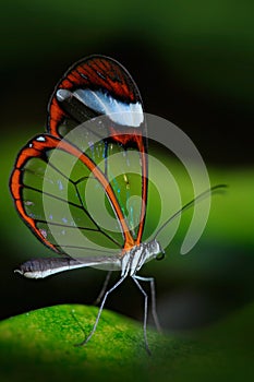 Beautiful butterfly, Nero Glasswing, Greta nero, Close-up of transparent glass wing butterfly on green leaves, scene from tropical