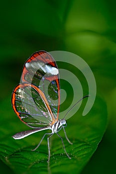 Beautiful butterfly, Nero Glasswing, Greta nero, close-up of transparent glass wing butterfly on green leaves. Scene from tropical