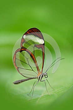 Beautiful butterfly, Nero Glasswing, Greta nero, close-up of transparent glass wing butterfly on green leaves. Scene from tropical