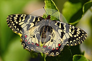 Beautiful butterfly. Nice Butterfly Southern Festoon, Zerynthia polyxena, sucking nectar from dark green flower. Butterfly in the photo