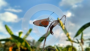 Beautiful butterfly orange alight rice fields