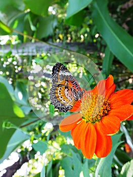 Beautiful butterfly on an orange flower