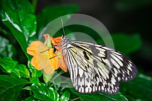 Beautiful butterfly on orange flower