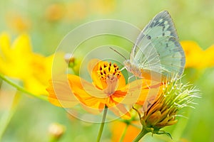 Beautiful butterfly on orange flower Background blur.