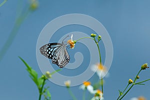 Beautiful butterfly on orange flower Background blur.