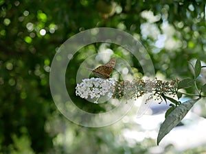 A beautiful butterfly with orange wings pollinates small white flowers on a background of green foliage in a Park on a Sunny summe