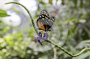 Beautiful Butterfly over purple flower