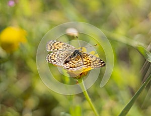 Beautiful butterfly Painted lady butterfly Vanessa cardui closeup on yellow Daisy flower