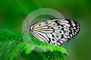 Beautiful butterfly Paper Kite, Idea leuconoe, insect in the nature habitat, green leaves, Philippines, Asia. Black and blue butte