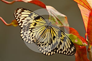 Beautiful butterfly Paper Kite, Idea leuconoe, insect in the nature habitat, red and yellow liana flower, Philippines, Asia. Black