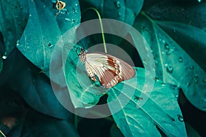 Beautiful butterfly Papilio dardanus cenea on leaf. Konya Tropical Butterfly Valley, Turkey