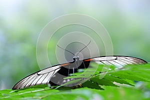 Beautiful butterfly Papilio rumanzovia or Scarlet Mormon resting on a leaf.