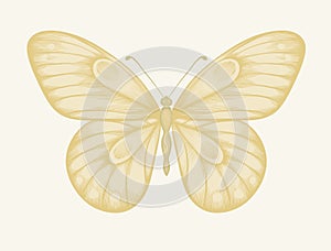 Beautiful butterfly in pastel colors in graphic style