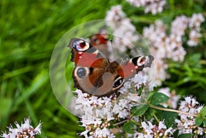 Beautiful butterfly Peacock eye, Aglais io, in the garden with light purple flowers of oregano