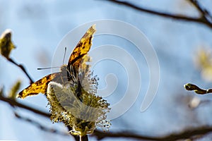 A beautiful butterfly Peacock-eye Nymphalidae spring Sunny day. Willow branch with yellow fluffy flowers. Blurred the background