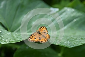 Beautiful butterfly Peacock Pansy on nature. Junonia almana