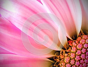 Beautiful butterfly perched on a beautiful flowerbeautiful textured white pink flower