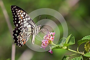 Beautiful butterfly perched on a flower.