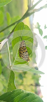a beautiful butterfly perched on a leaf 6