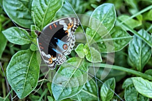 a beautiful butterfly perched on a leaf