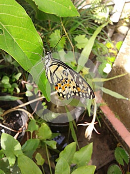 Beautiful butterfly perched on a leaf