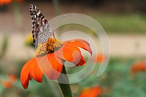 Beautiful butterfly perched on top of an bright orange Clavel de Muerto - or Mexican Sunflower - in a garden