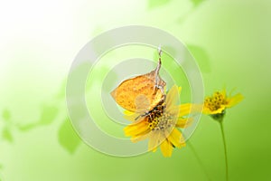 Beautiful butterfly perching on yellow flower isolate on green b