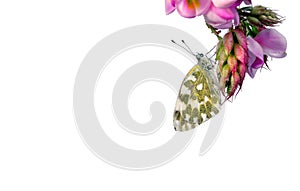 Beautiful butterfly on pink acacia flowers isolated on white. copy space