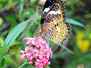 Beautiful butterfly on a pink flower