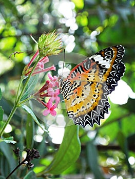 Beautiful butterfly on a pink flower