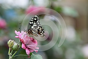 Beautiful butterfly on pink flower