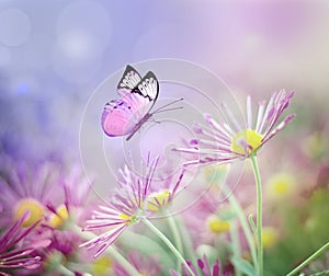 Beautiful butterfly and pink flowers. Summer and spring background